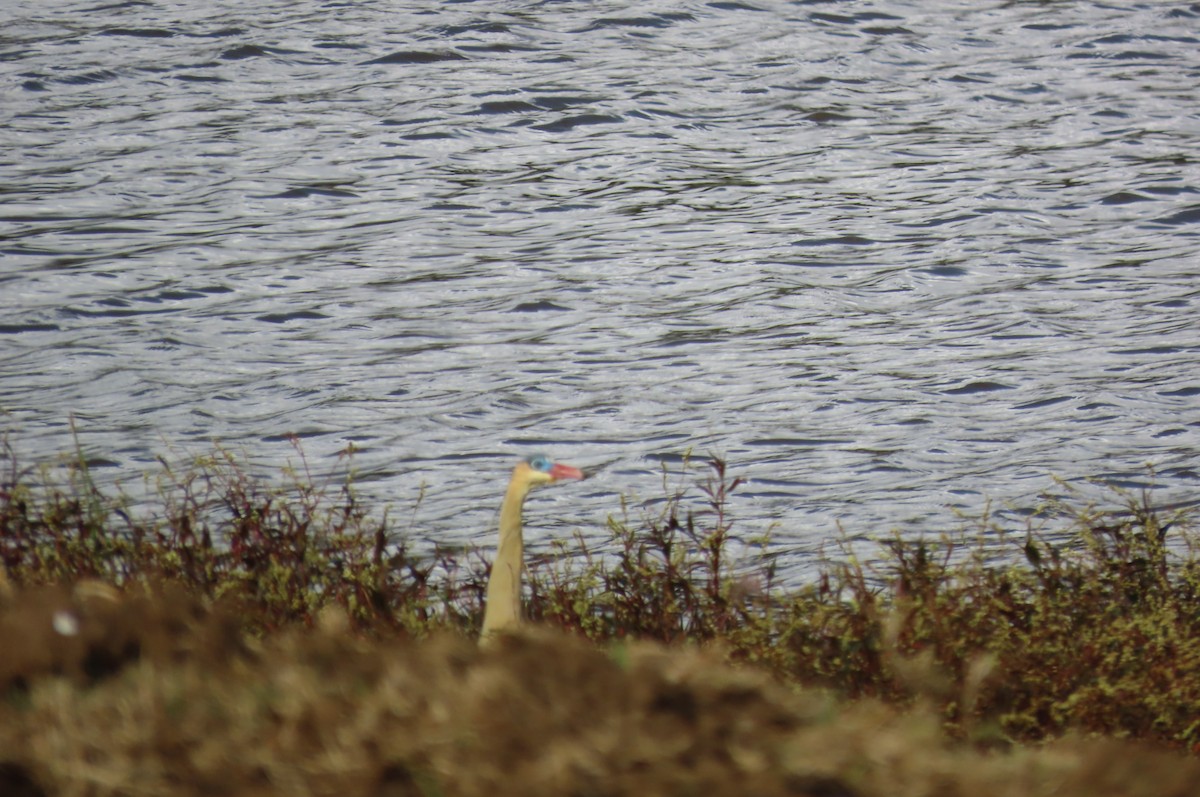 Whistling Heron - ML638334857