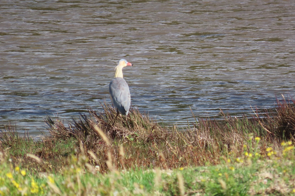 Whistling Heron - ML638334859