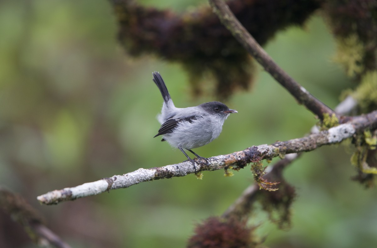 Torrent Tyrannulet - ML638334861
