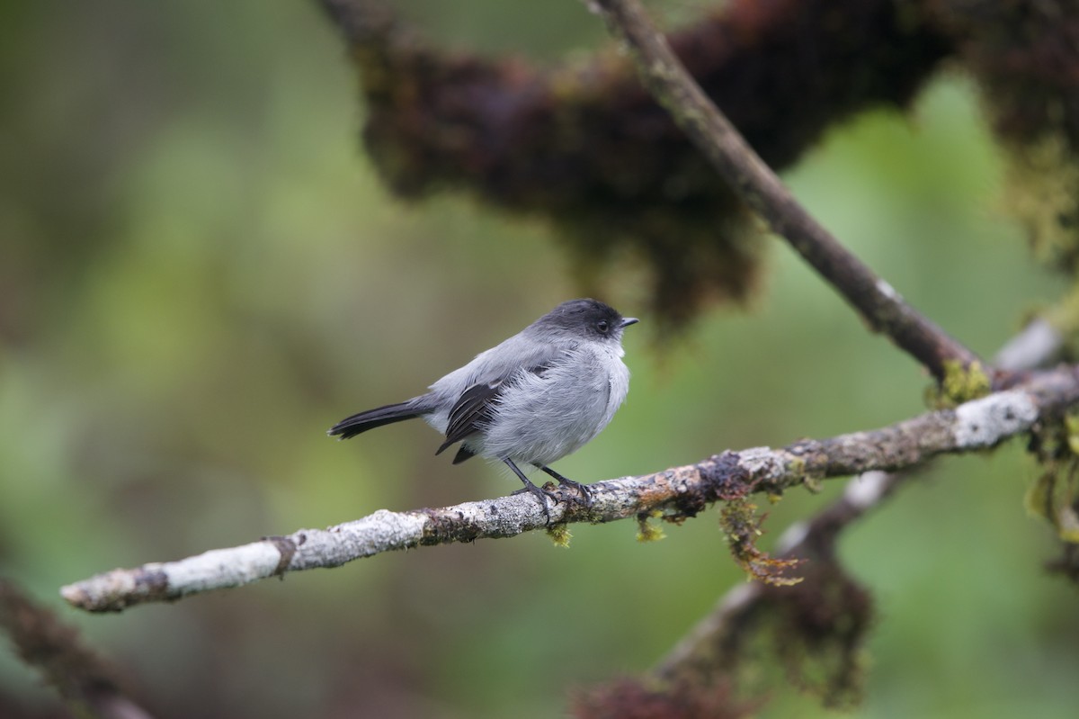 Torrent Tyrannulet - ML638334862