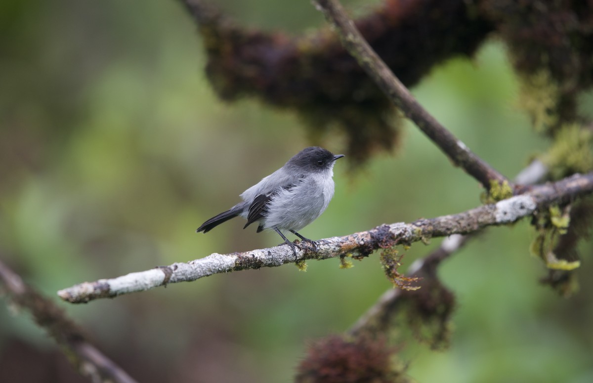Torrent Tyrannulet - ML638334863