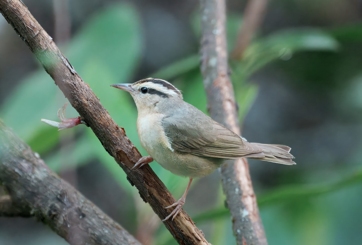 Worm-eating Warbler - ML638334864