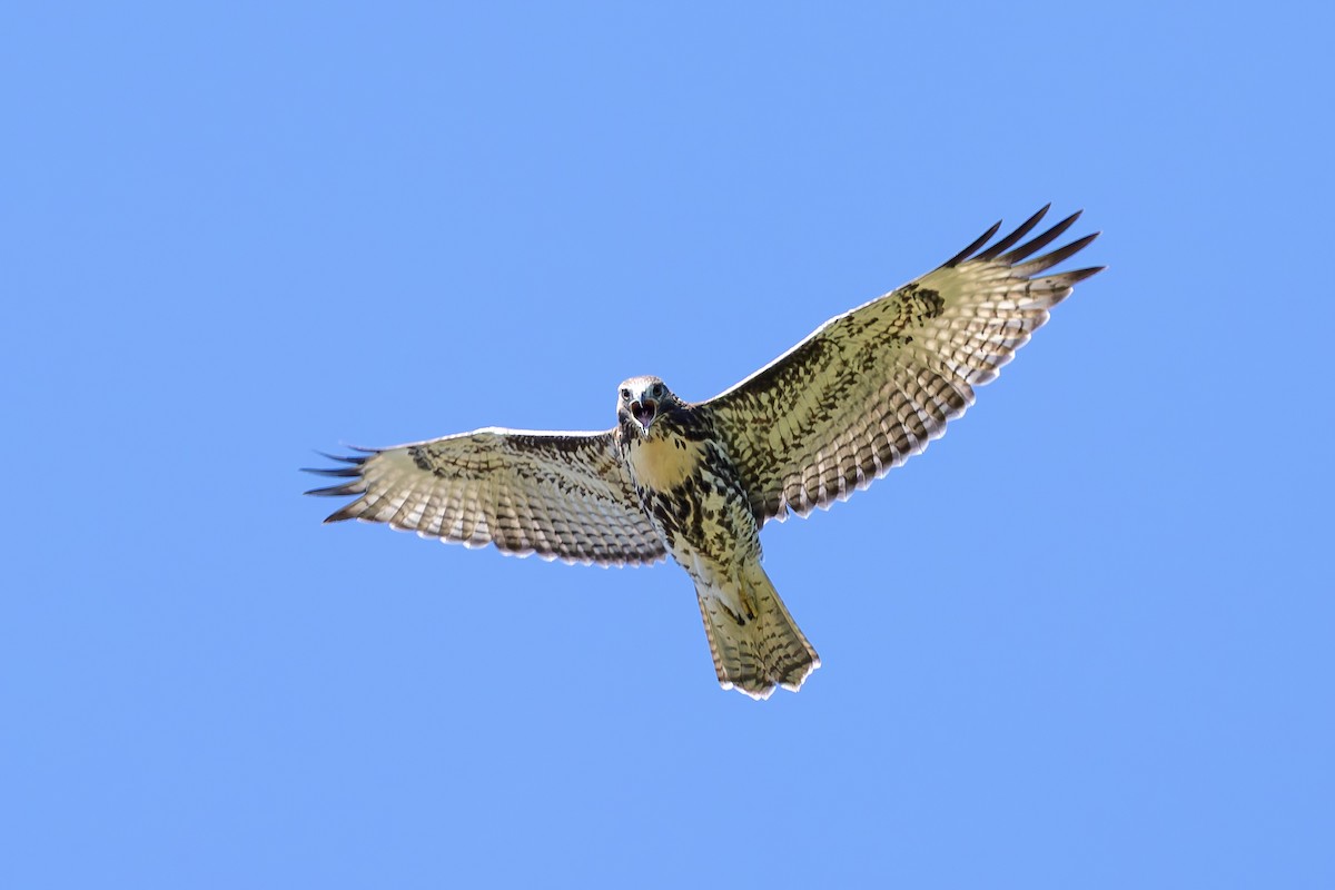 Red-tailed Hawk - ML638334873