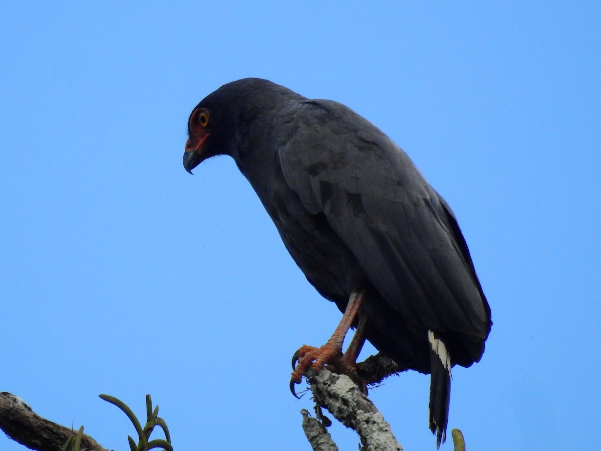 Slate-colored Hawk - ML638334874