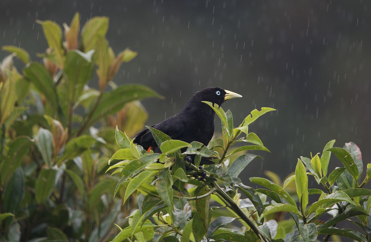 Scarlet-rumped Cacique - ML638334887