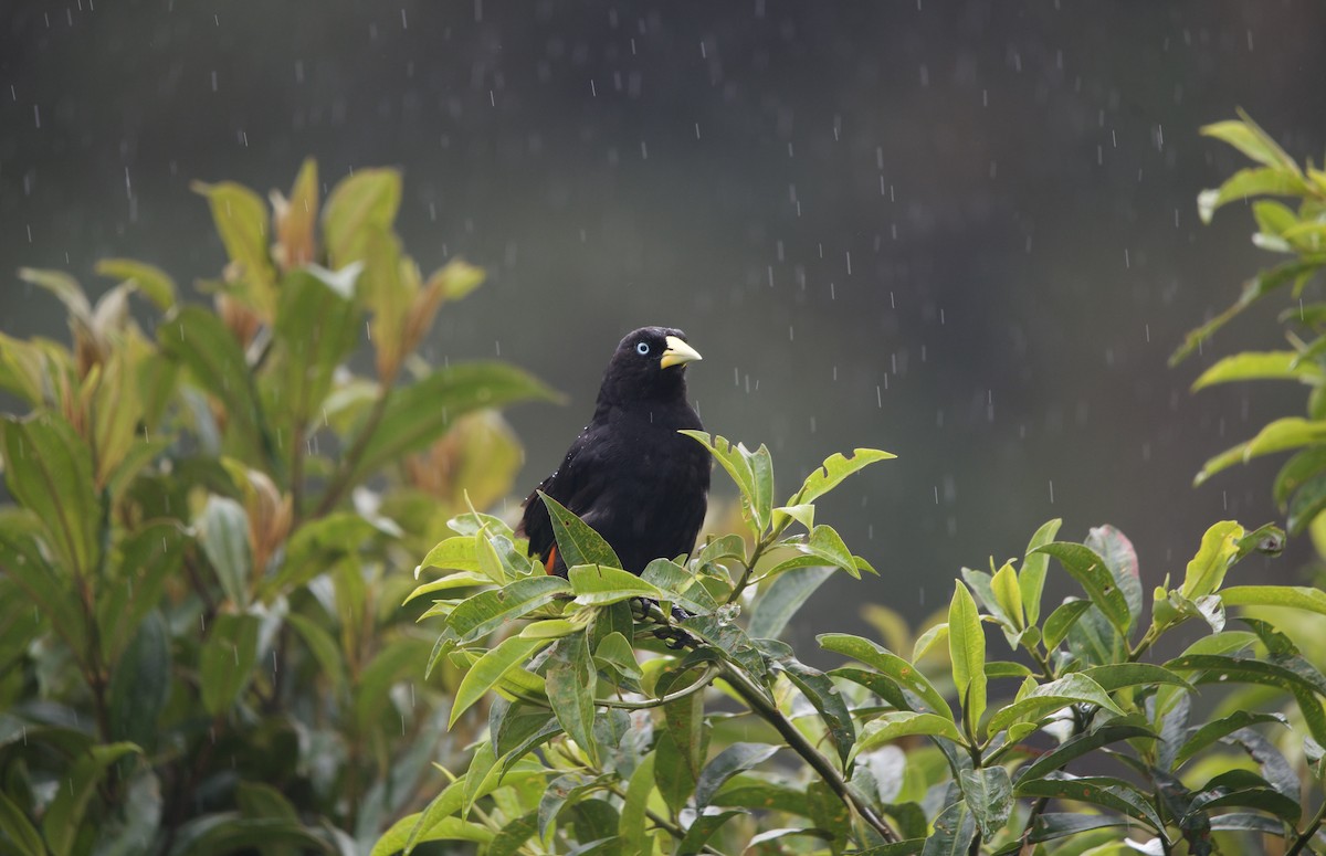 Scarlet-rumped Cacique - ML638334888