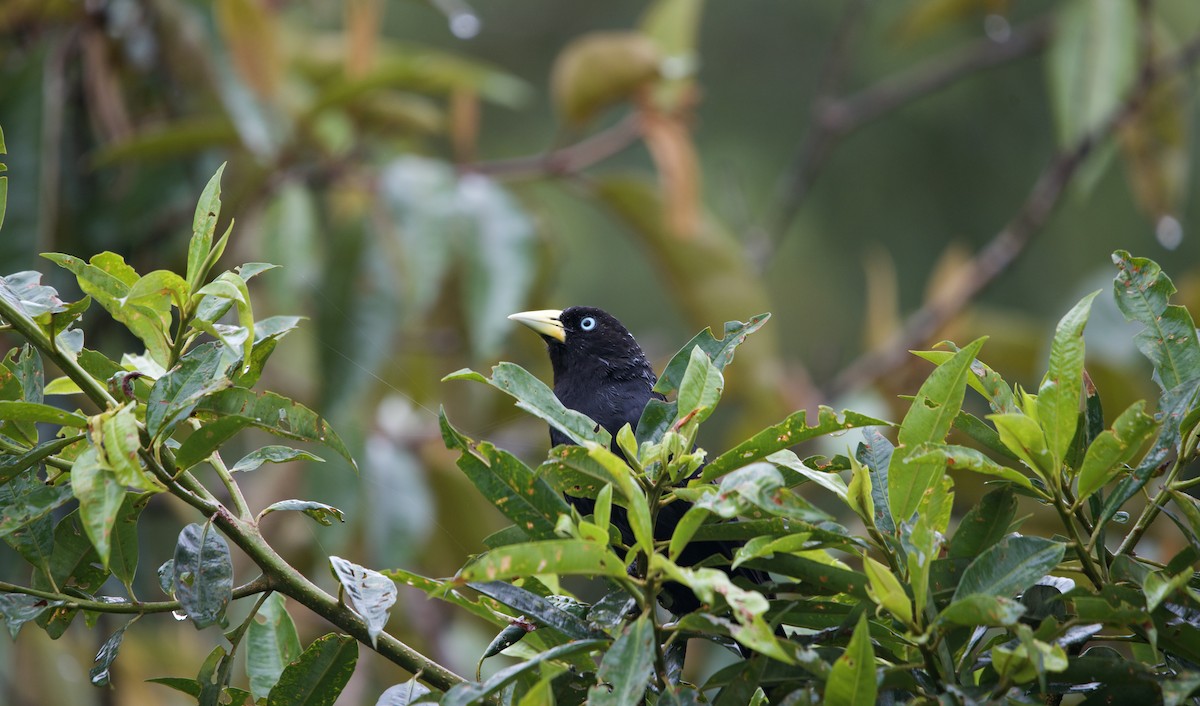 Scarlet-rumped Cacique - ML638334889