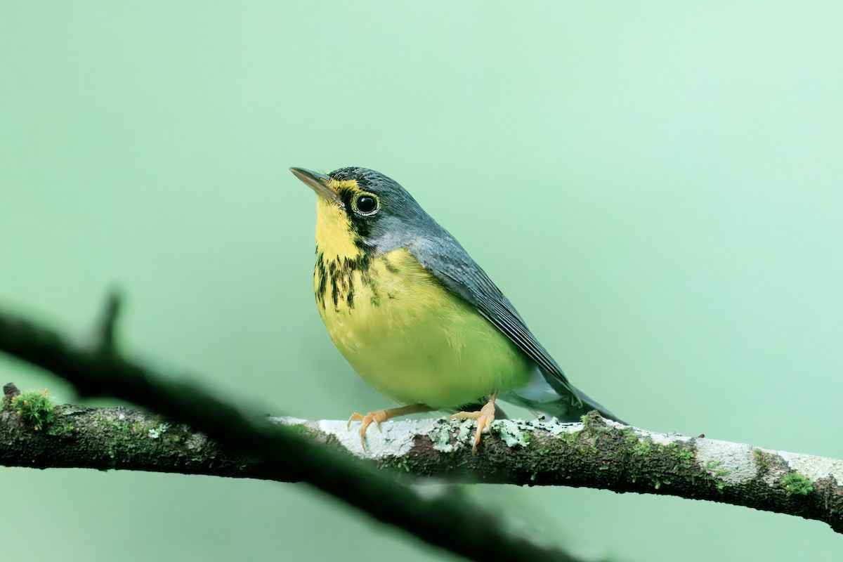 Paruline du Canada - ML638334892