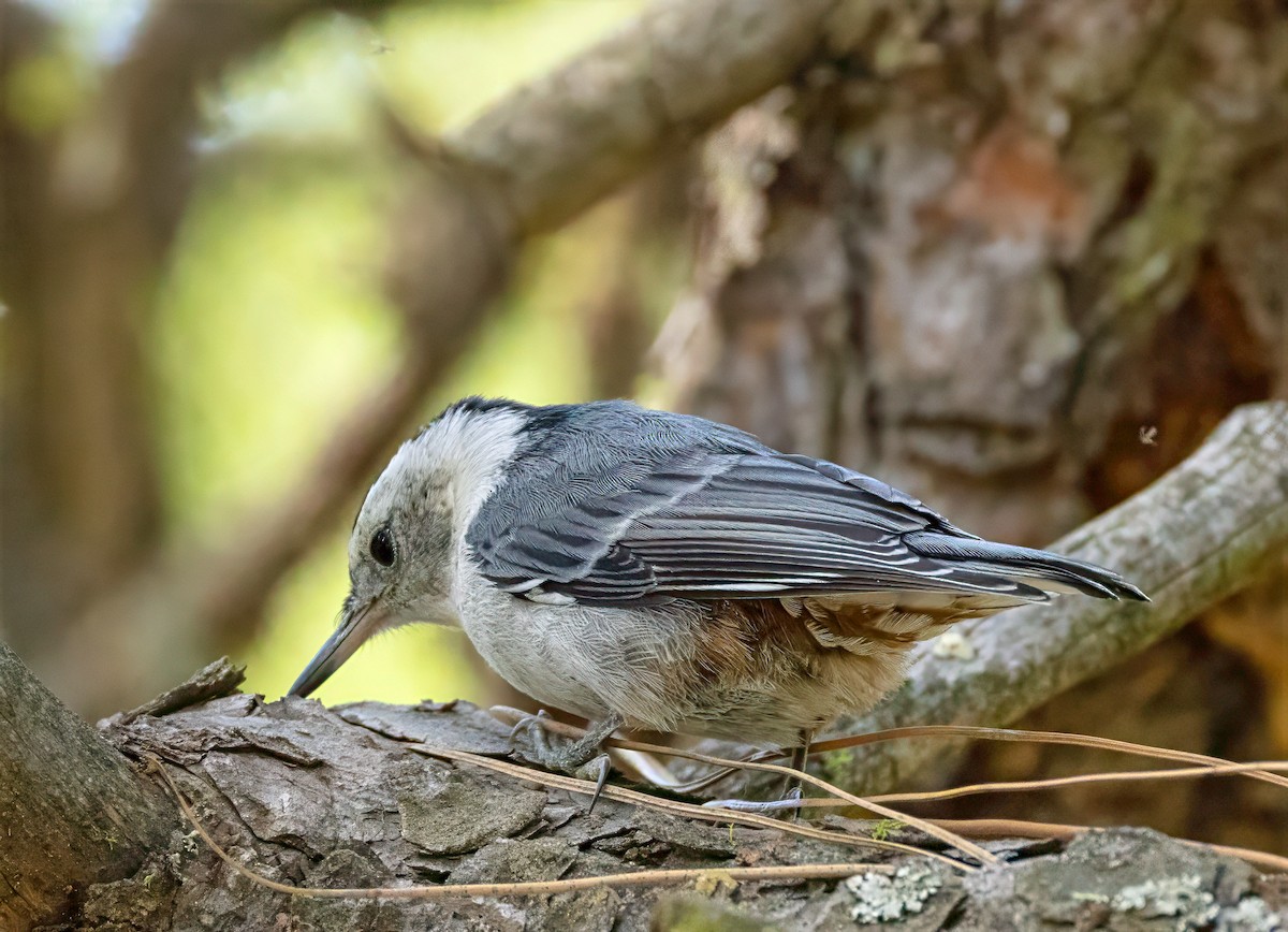 White-breasted Nuthatch - ML638334900