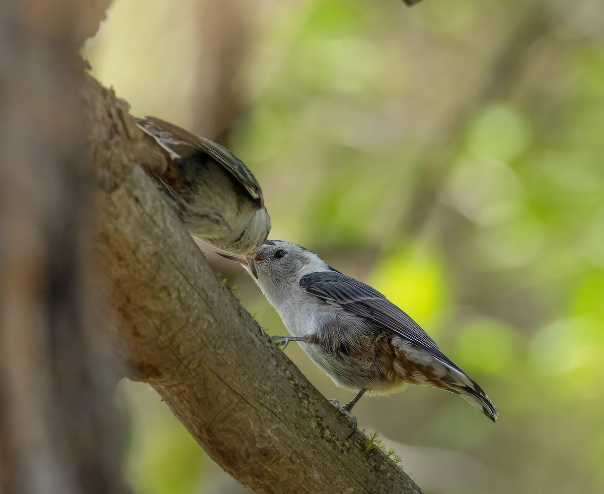 White-breasted Nuthatch - ML638334901
