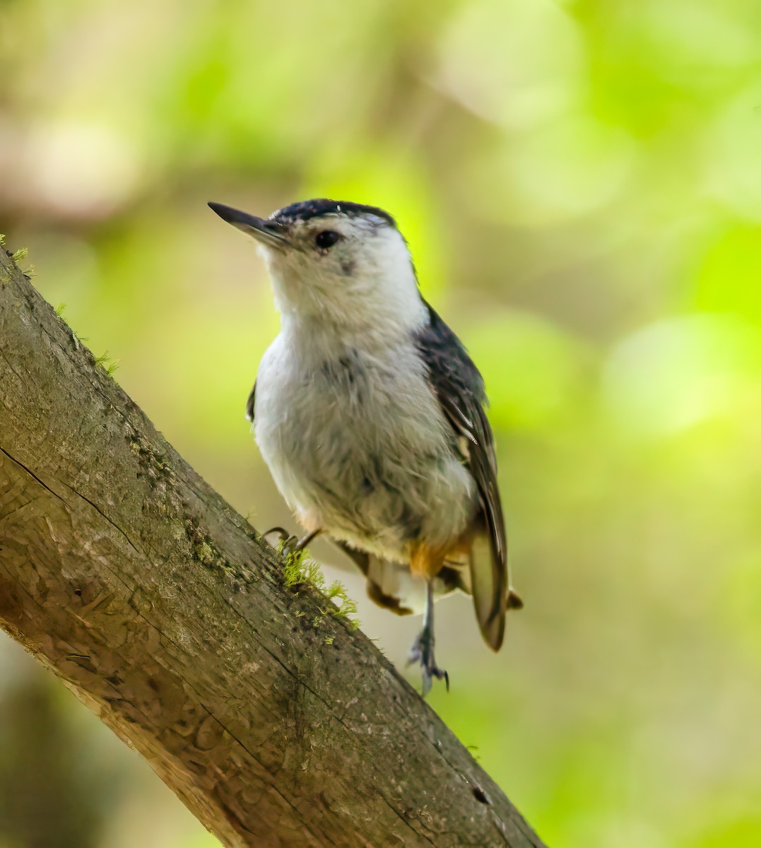 White-breasted Nuthatch - ML638334902
