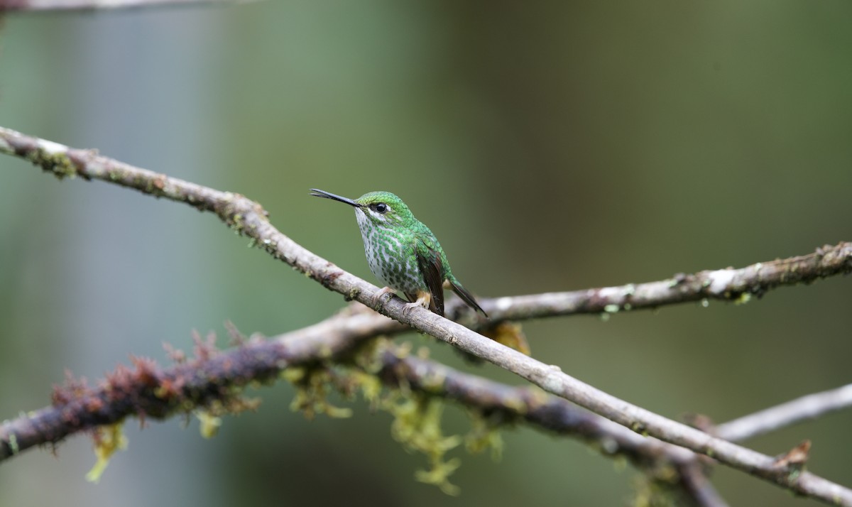 Peruvian Racket-tail - ML638334905