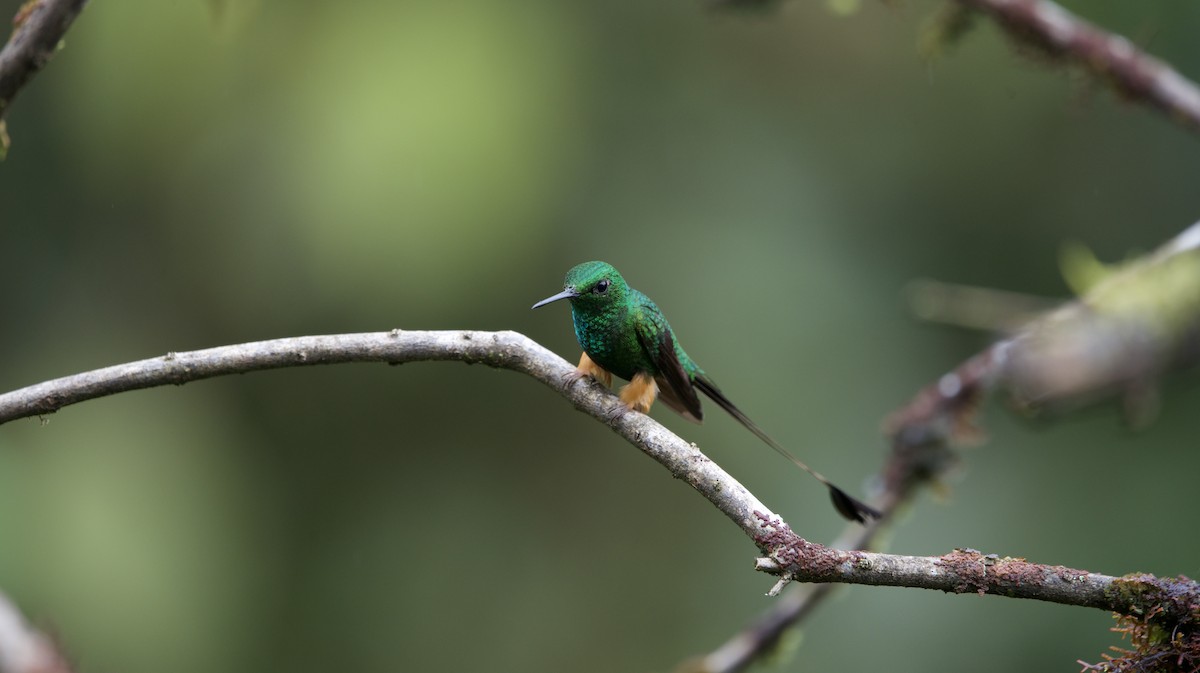 Peruvian Racket-tail - ML638334906