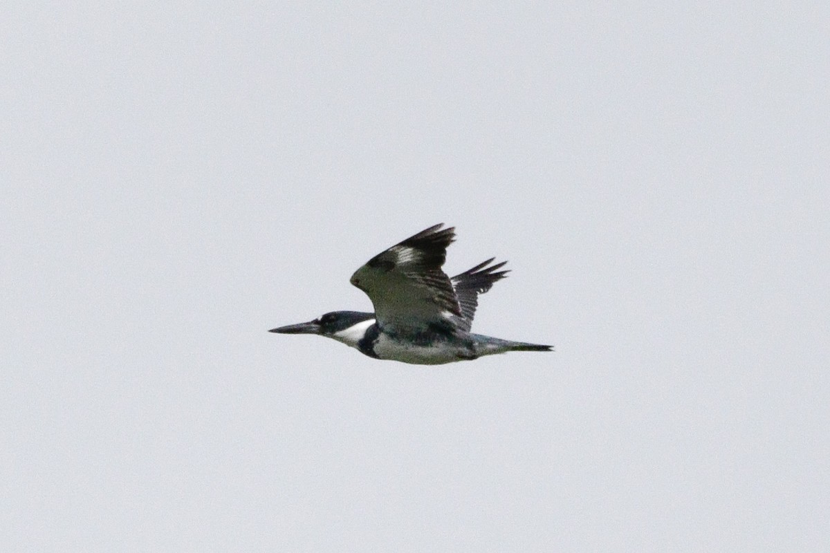 Belted Kingfisher - ML638334907