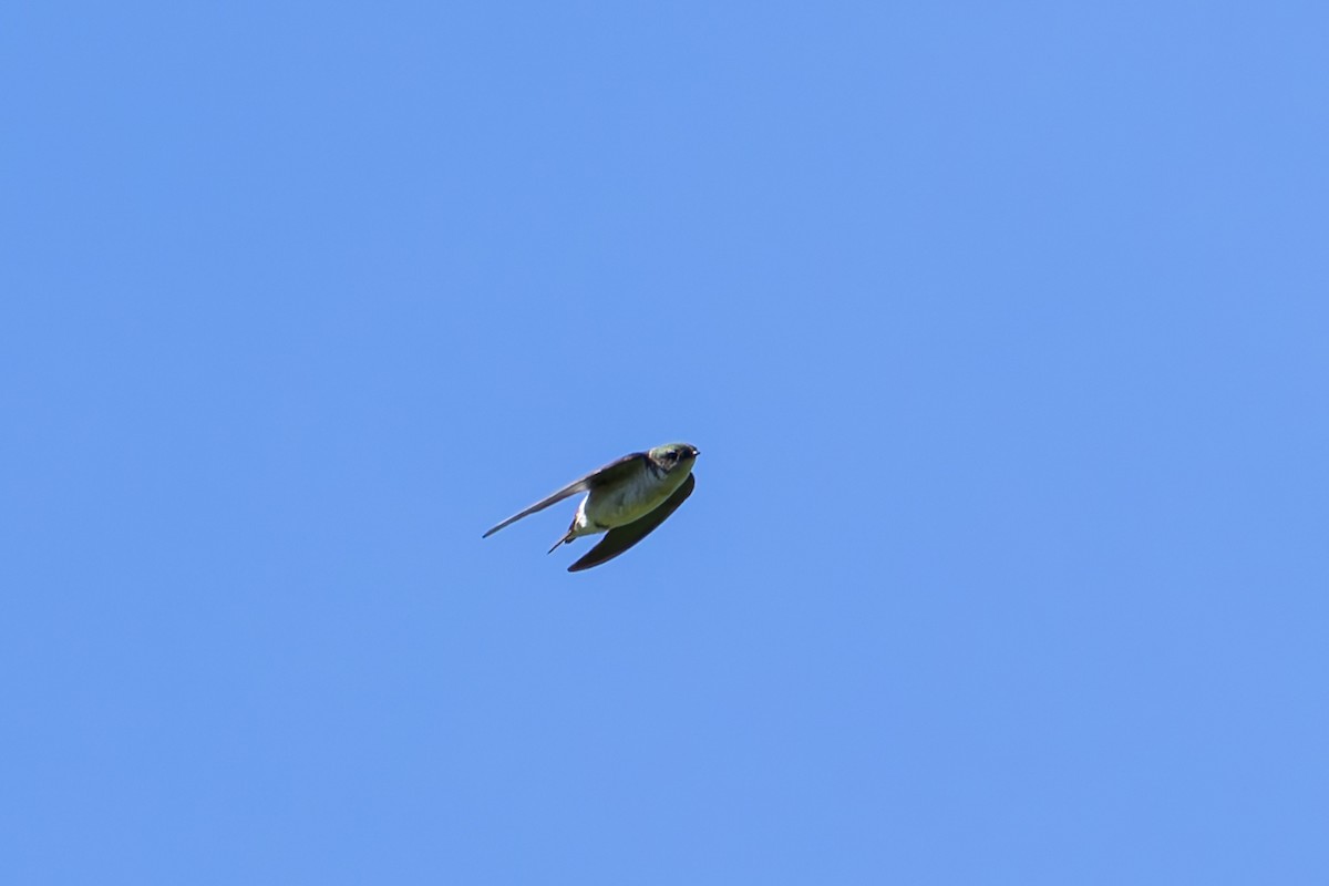 Golondrina Verdemar - ML638334916