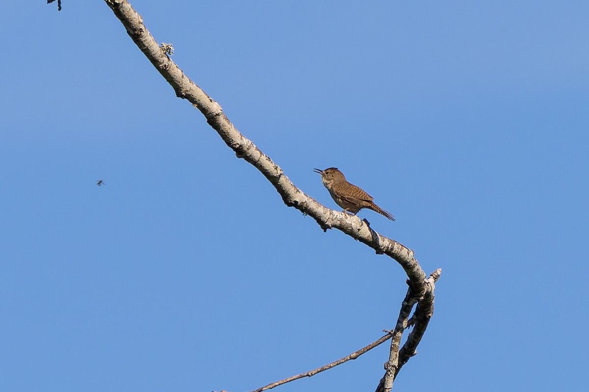 Northern House Wren - ML638334928