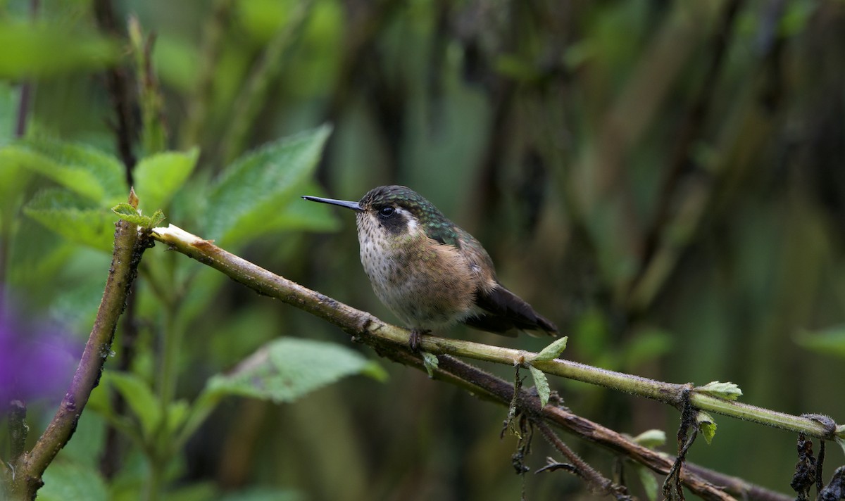 Speckled Hummingbird - ML638334930