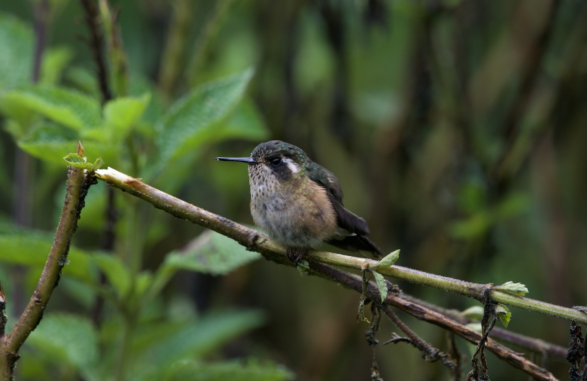 Speckled Hummingbird - ML638334931