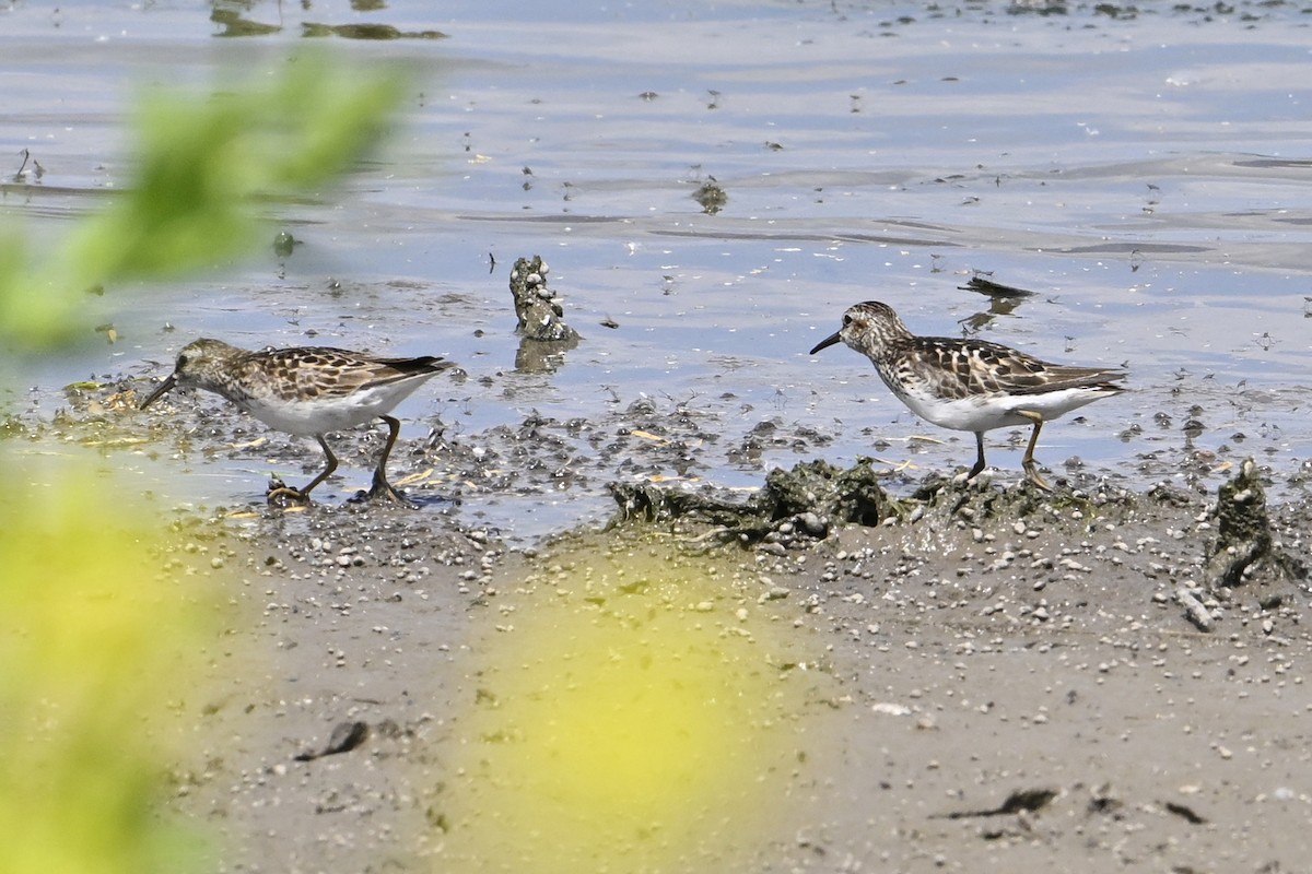 pygmésnipe - ML638334932