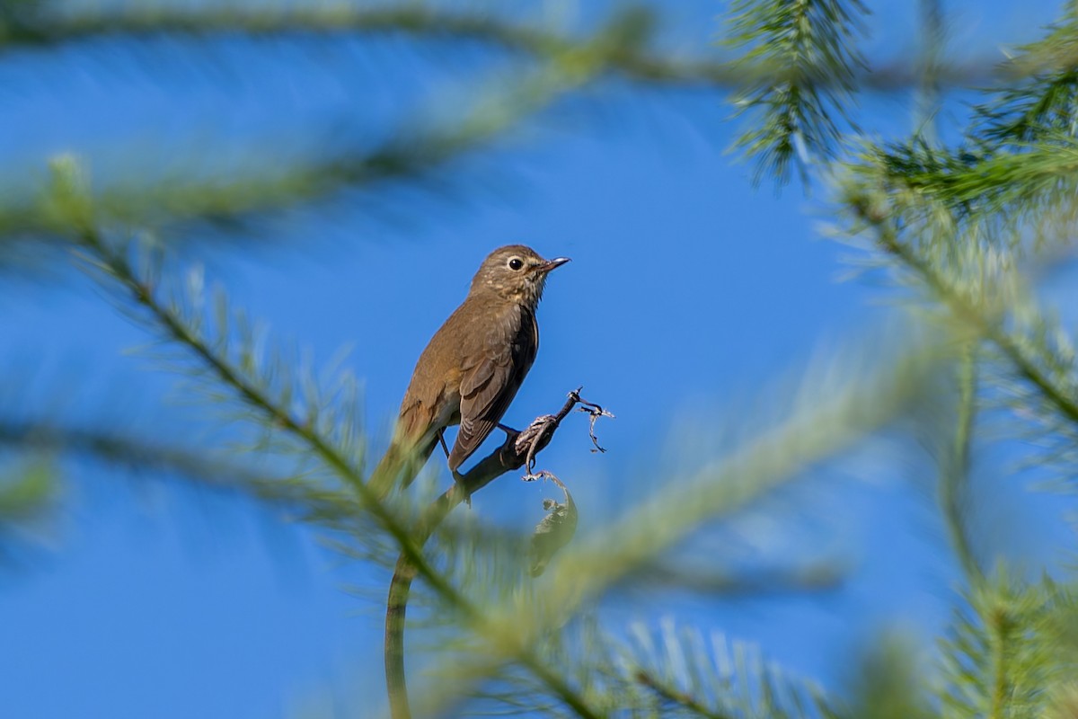 Swainson's Thrush - ML638334957