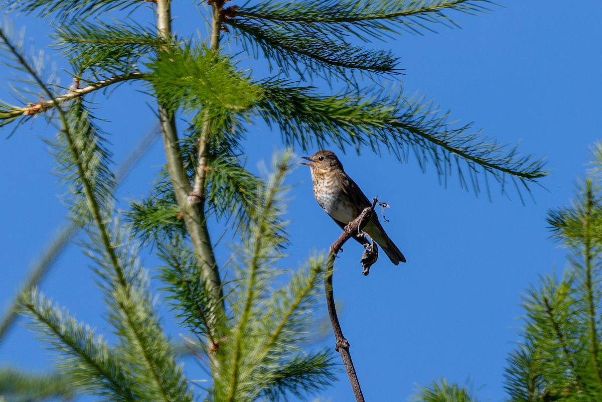 Swainson's Thrush - ML638334958