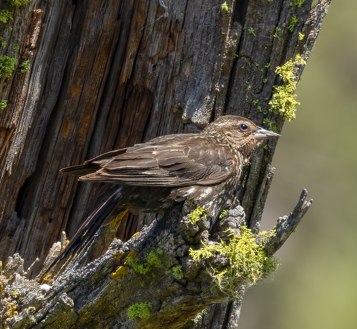 Red-winged Blackbird - ML638334976
