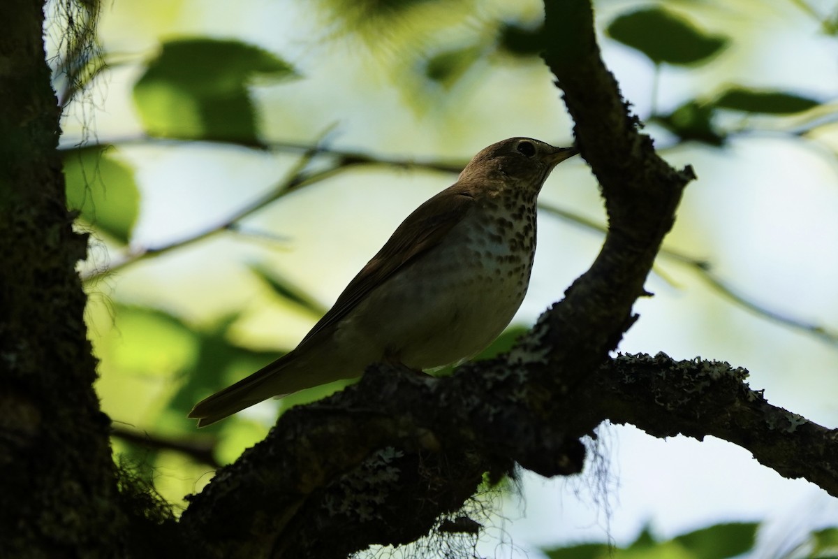 Swainson's Thrush - ML638334983