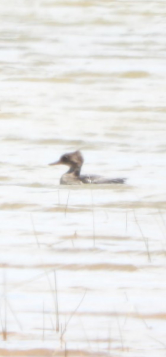 Hooded Merganser - ML638334985