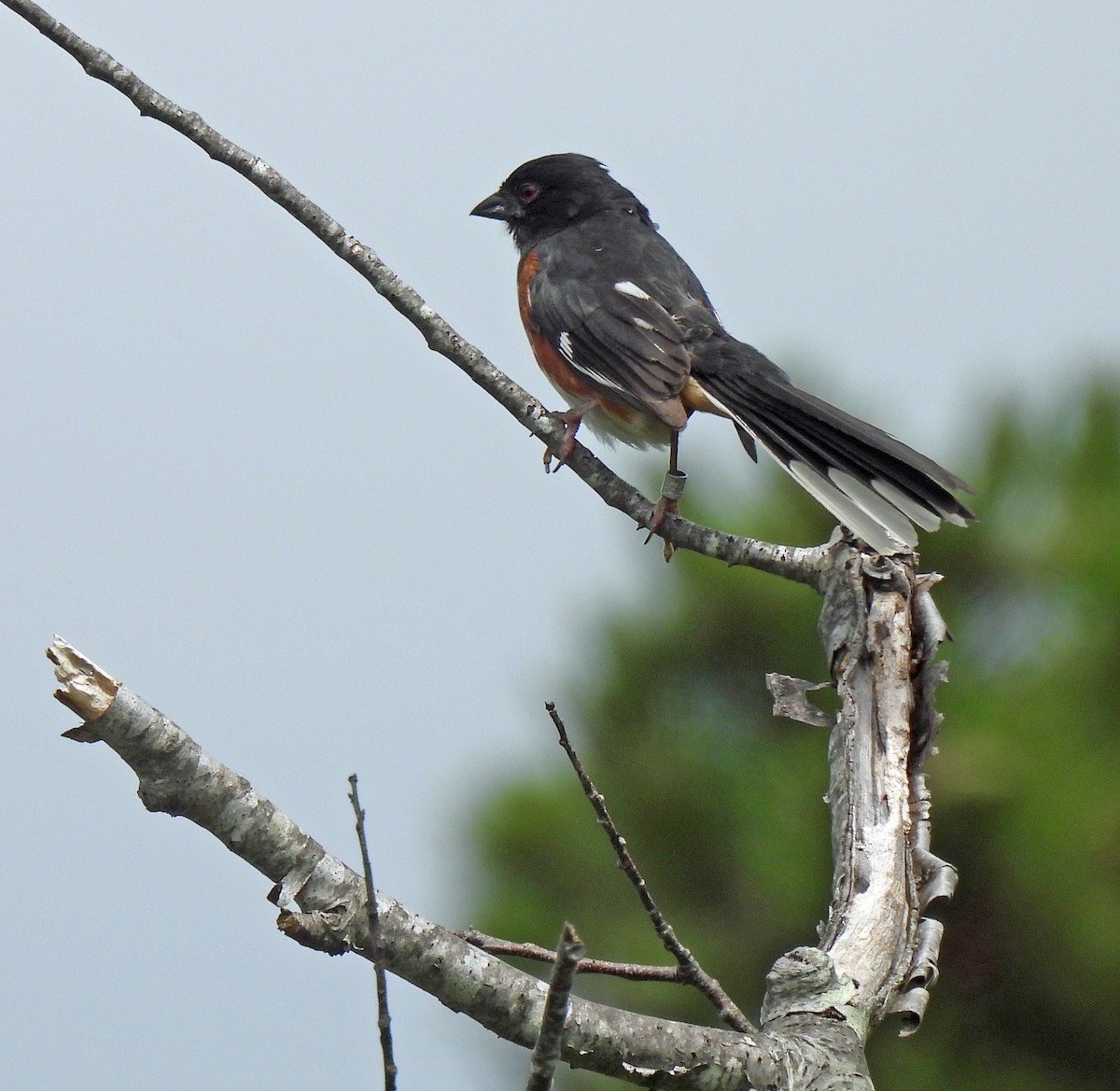 Eastern Towhee - ML638334986