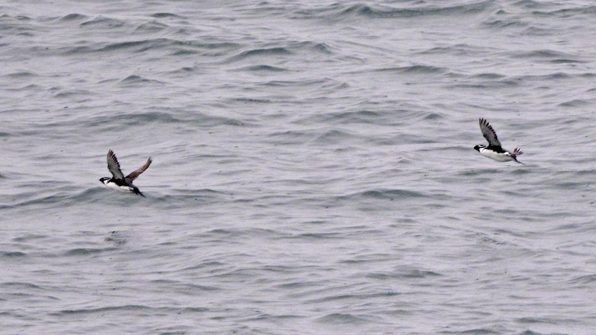 Ancient Murrelet - ML638334987