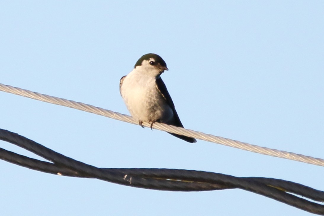 Golondrina Verdemar - ML638334993