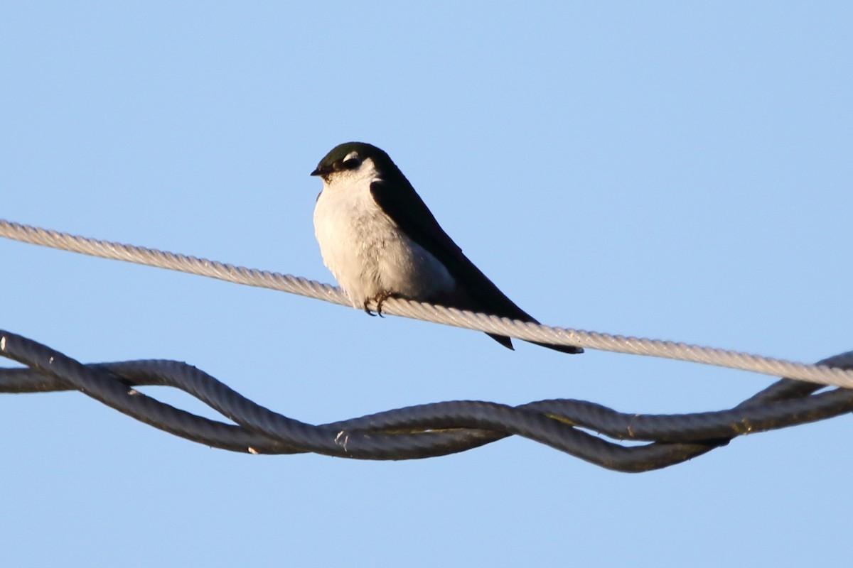 Golondrina Verdemar - ML638334994