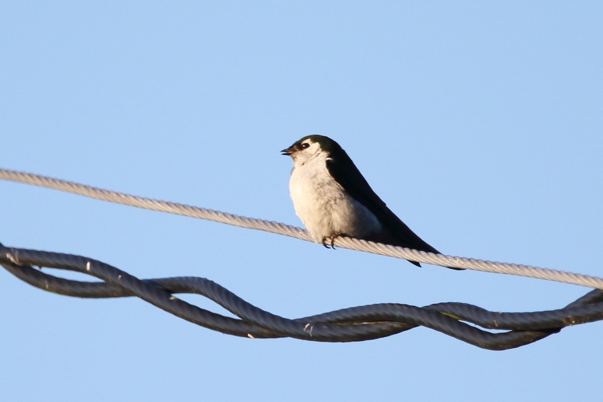 Golondrina Verdemar - ML638334995