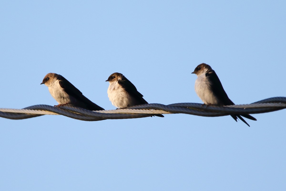Golondrina Verdemar - ML638334996