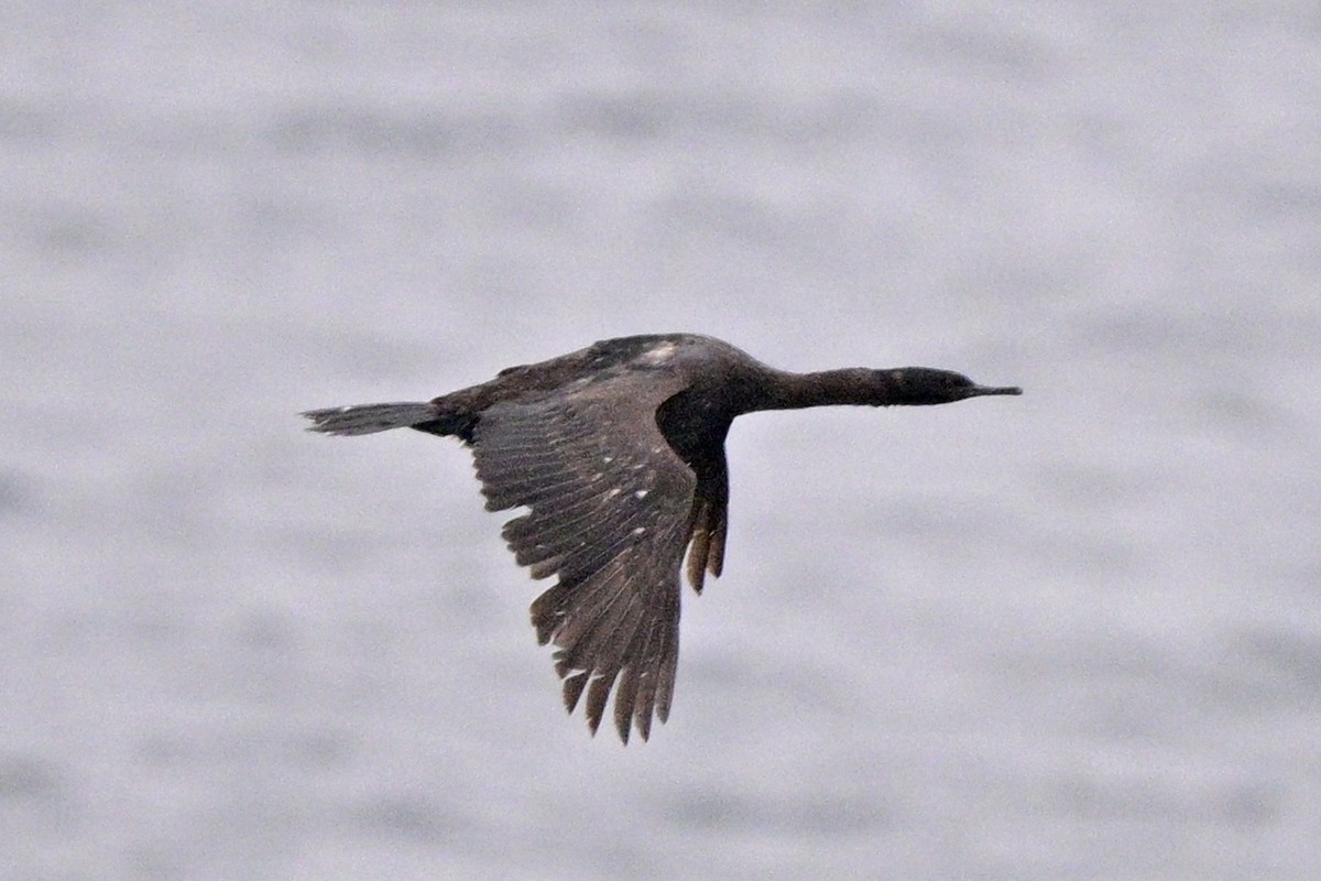 Pelagic Cormorant - ML638334997