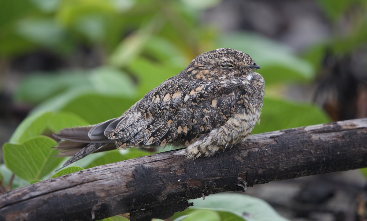 Lesser Nighthawk - ML638334999
