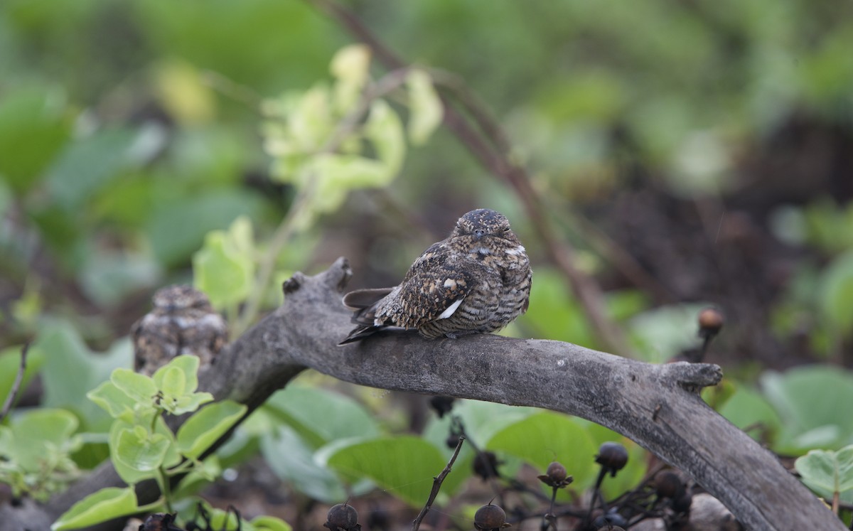 Lesser Nighthawk - ML638335000