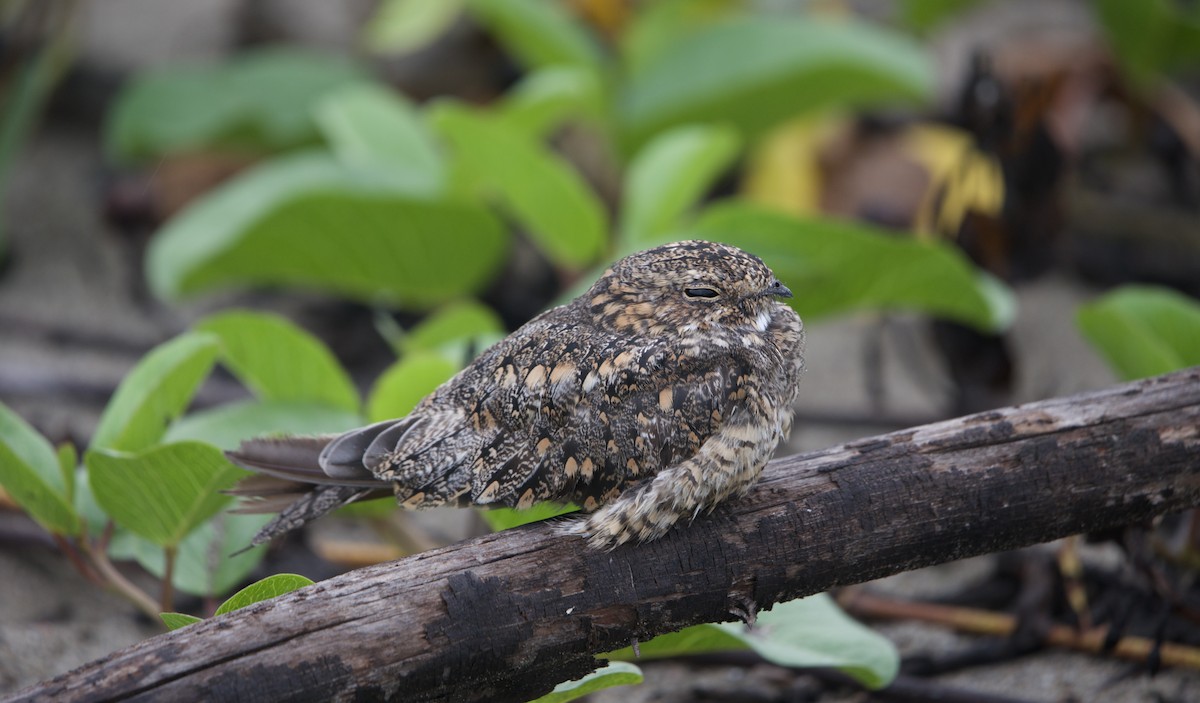 Lesser Nighthawk - ML638335001