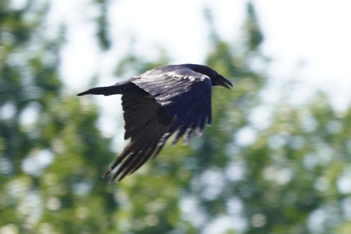 Common Raven - ML638335004