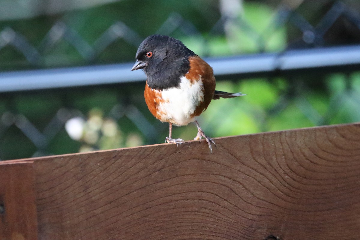 Spotted Towhee - ML638335006