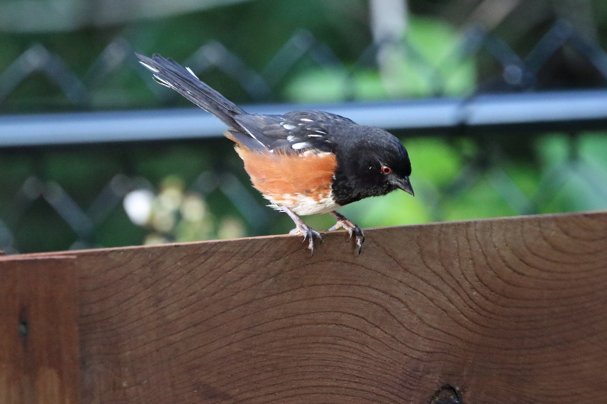 Spotted Towhee - ML638335007