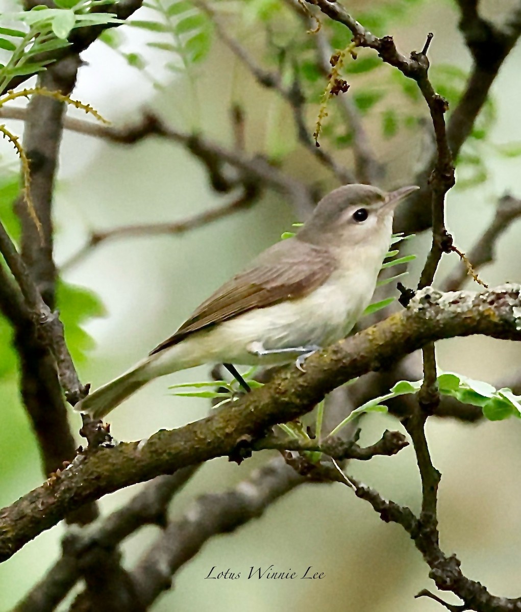 Warbling Vireo - ML638335008