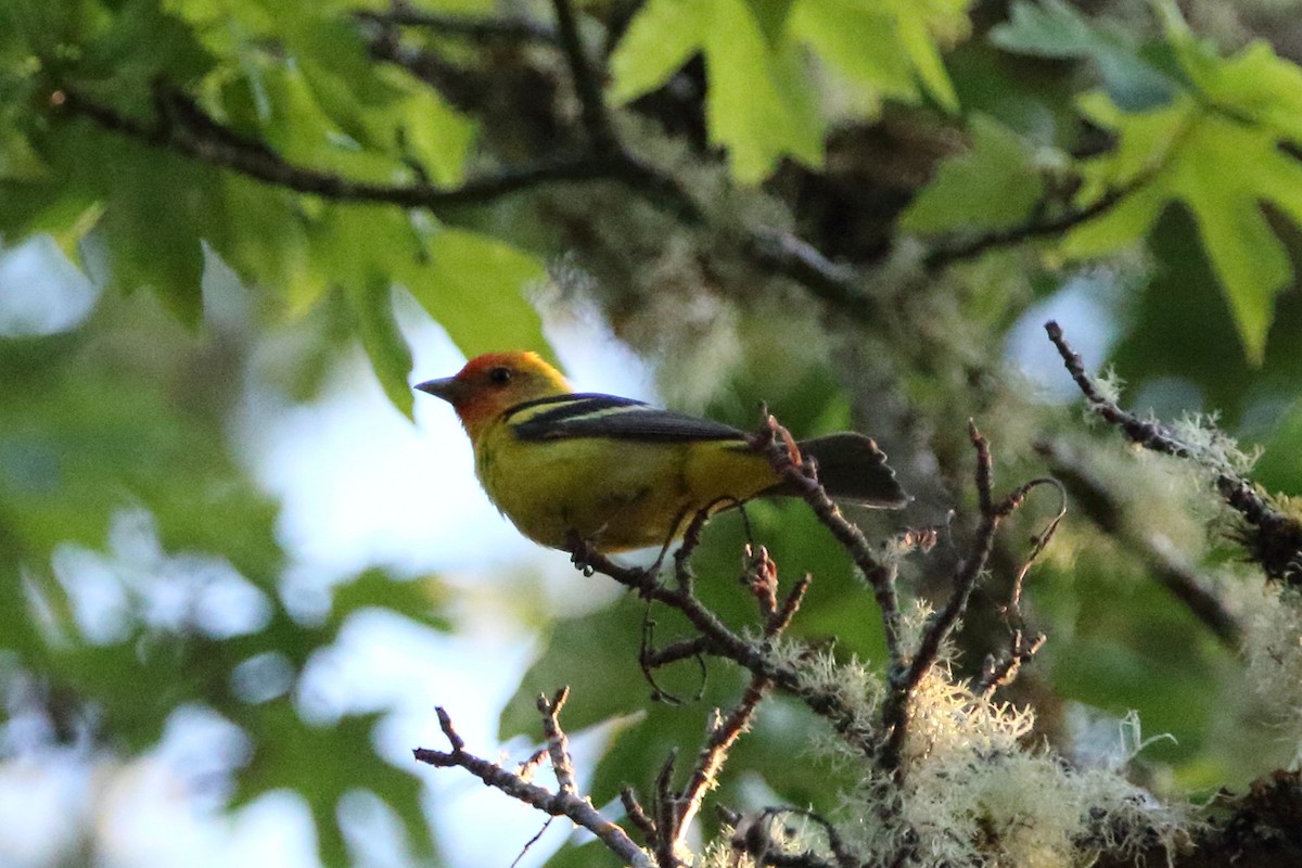 Western Tanager - ML638335009