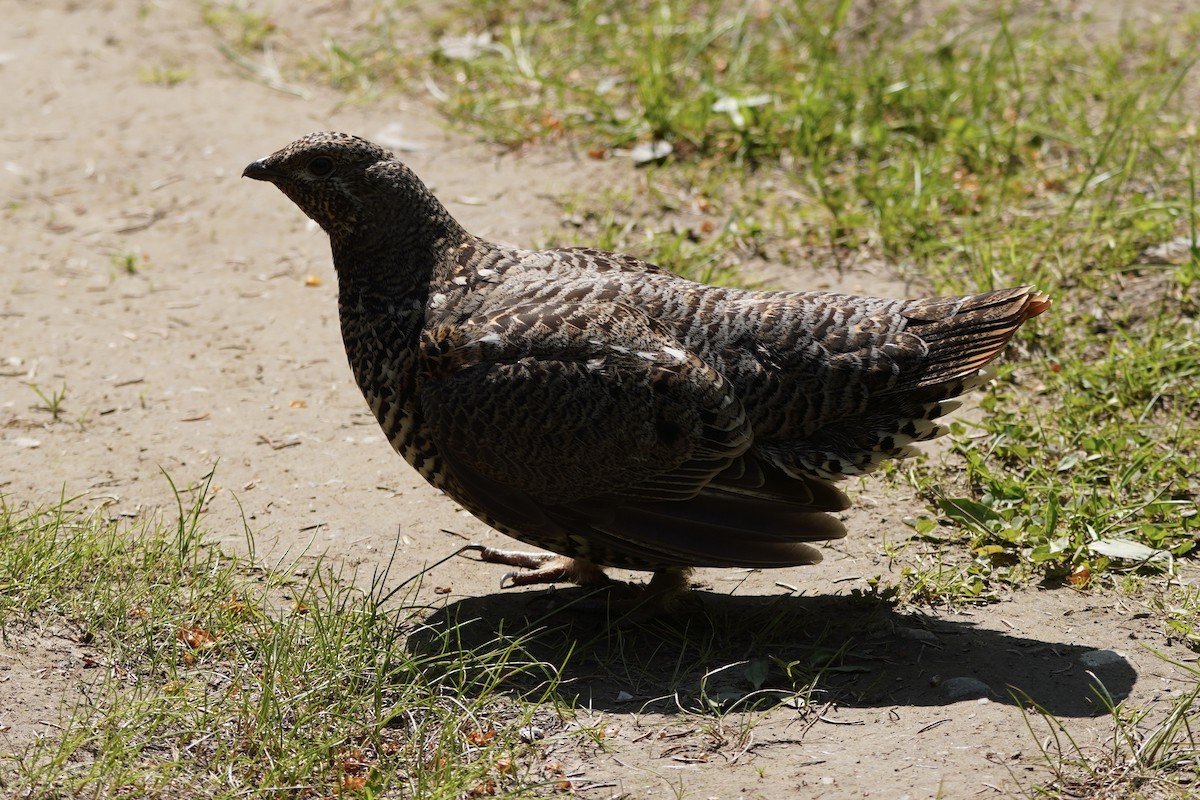 Spruce Grouse - ML638335011