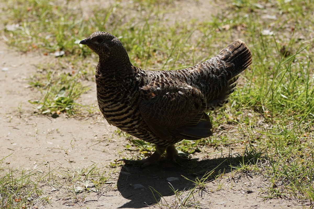 Spruce Grouse - ML638335012
