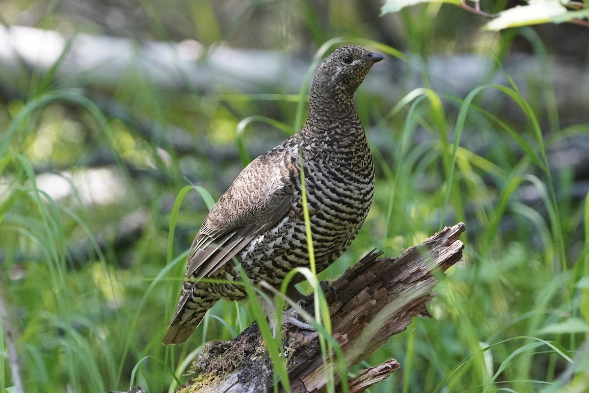 Spruce Grouse - ML638335013