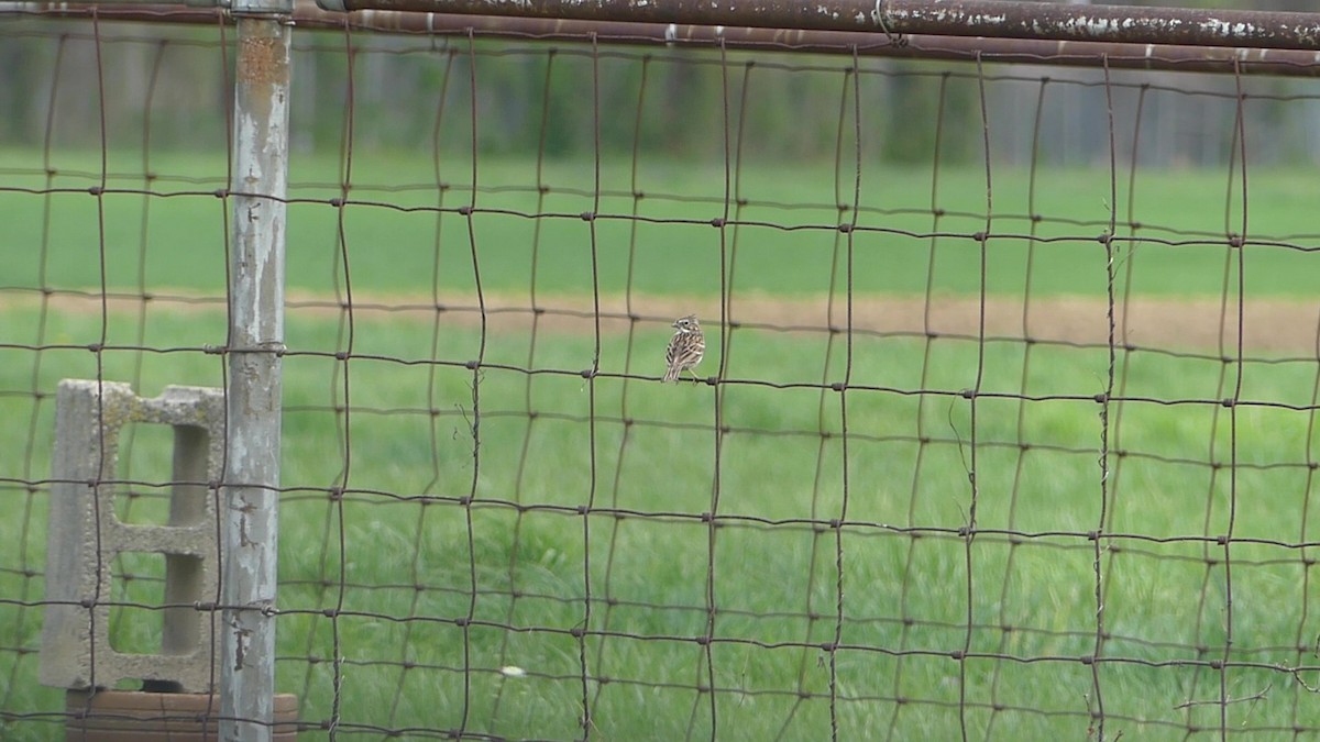 Vesper Sparrow - ML638335025