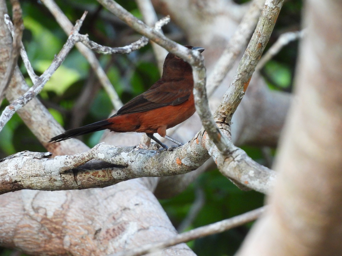 Silver-beaked Tanager - ML638335028