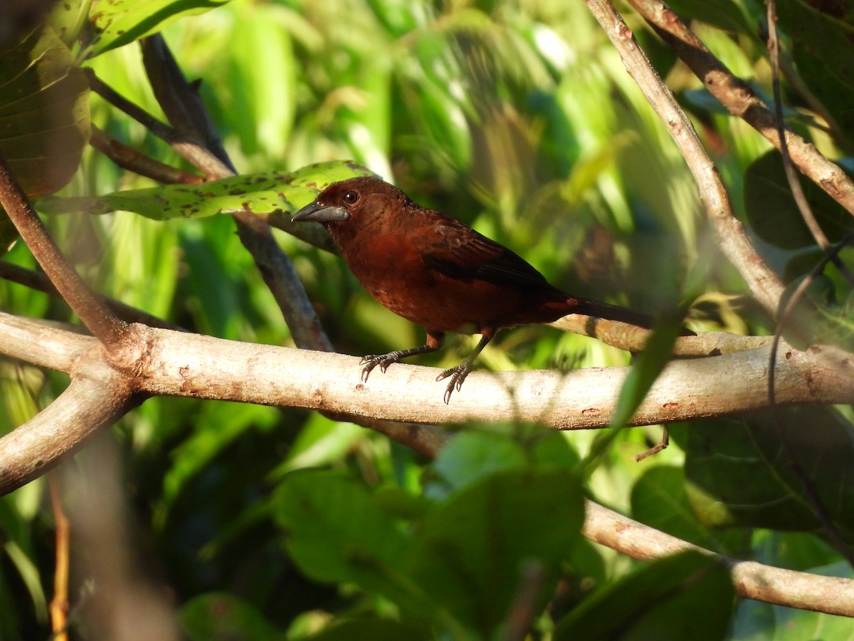 Silver-beaked Tanager - ML638335029
