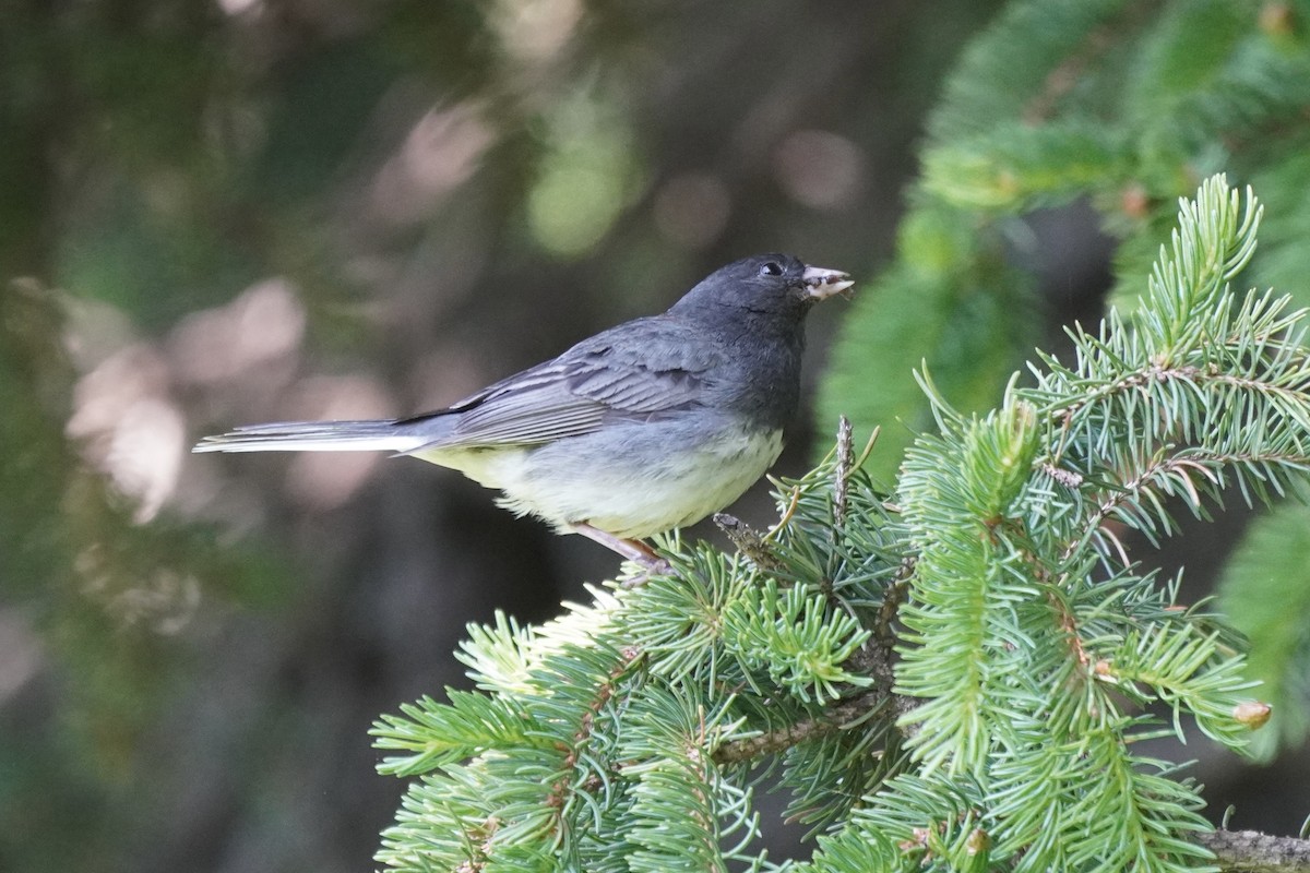 Dark-eyed Junco - ML638335030